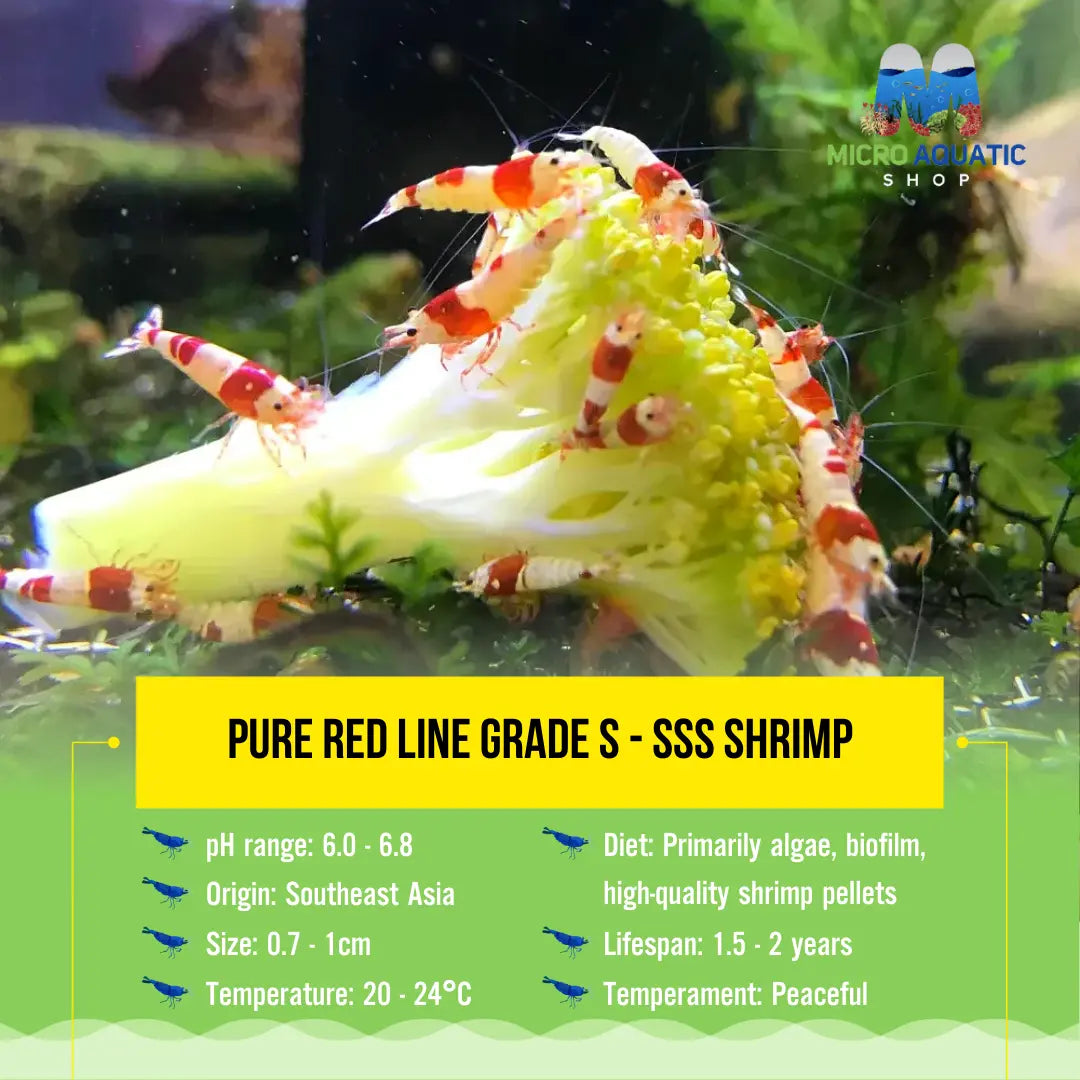 Flash Sale Cardina - Pure Red Line Shrimp