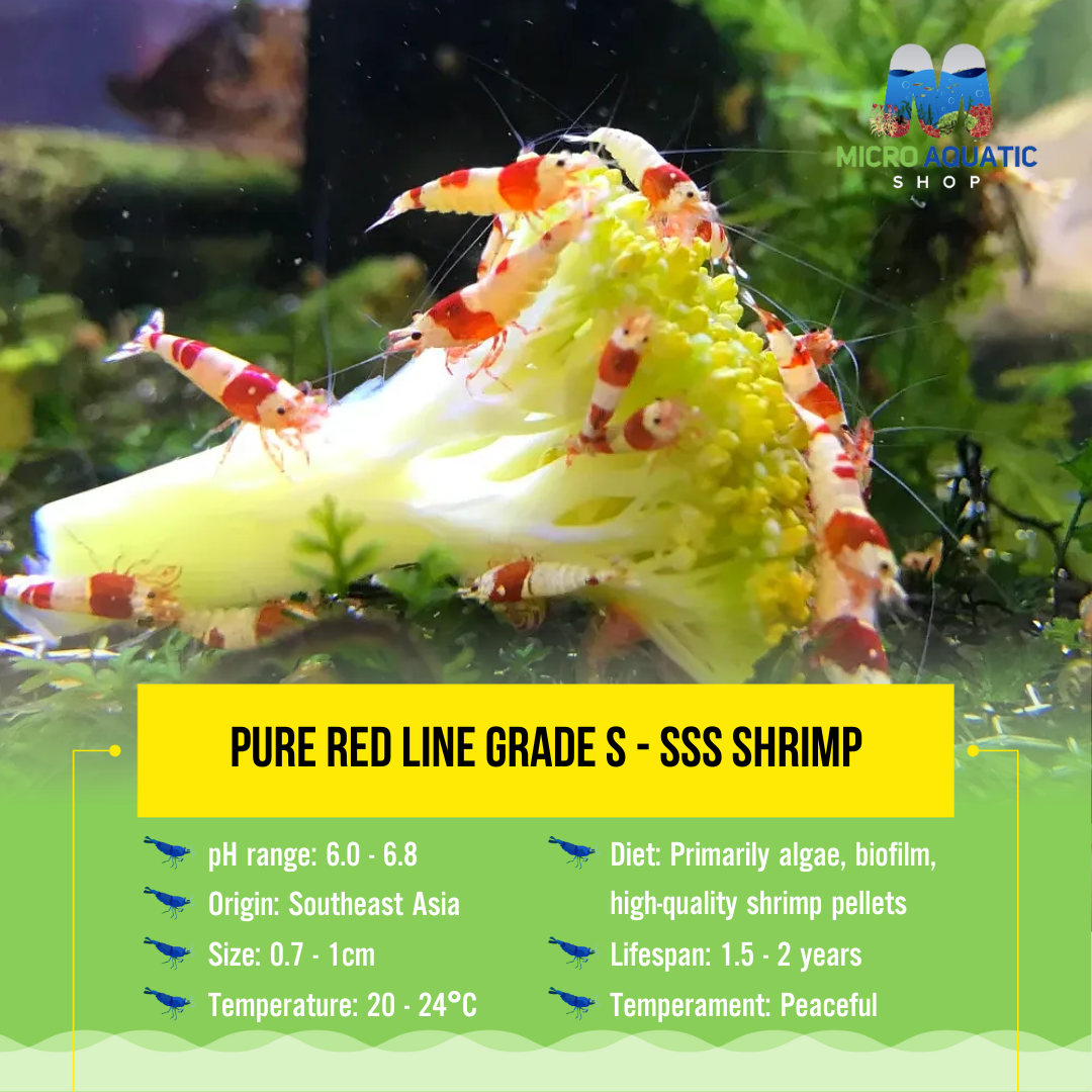 Flash Sale Cardina - Pure Red Line Shrimp Micro Aquatic Shop