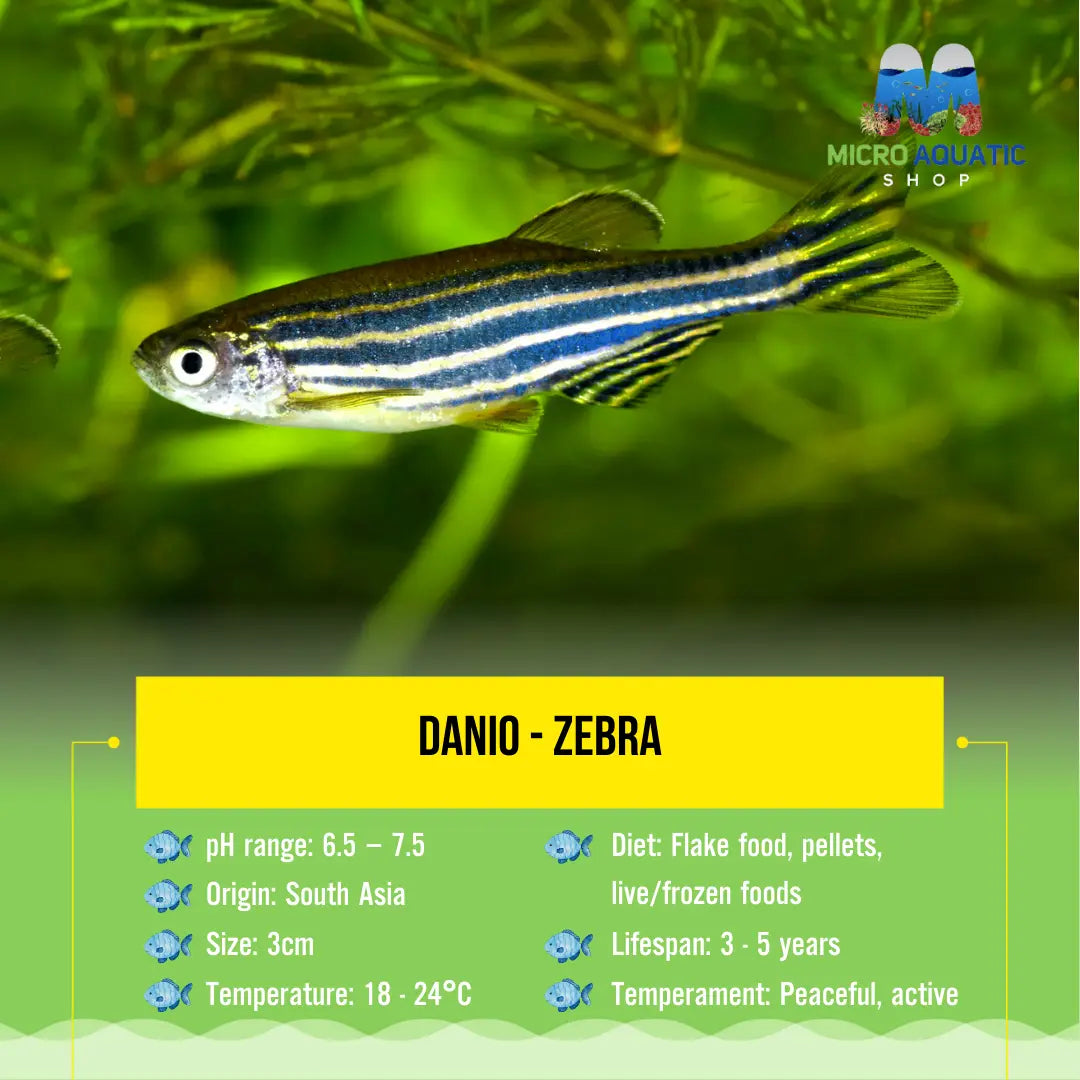 Danio - Zebra 3cm Micro Aquatic Shop