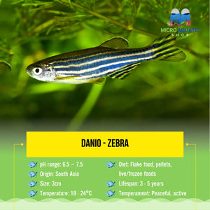 Danio - Zebra 3cm Micro Aquatic Shop