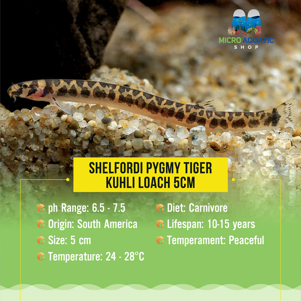 Shelfordi Pygmy Tiger Kuhli Loach 5cm