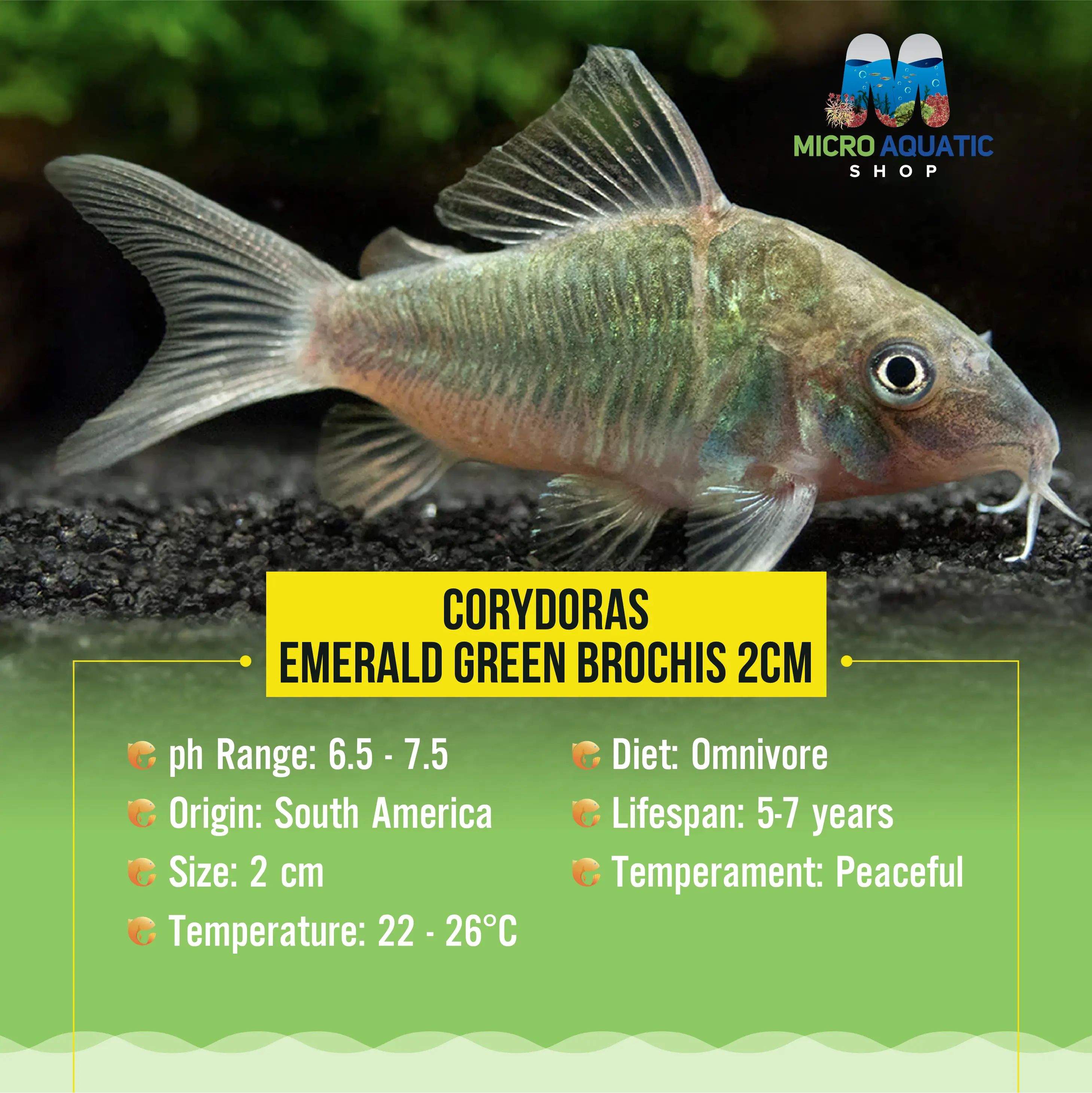 Corydoras- Emerald Green Brochis 3cm Micro Aquatic Shop