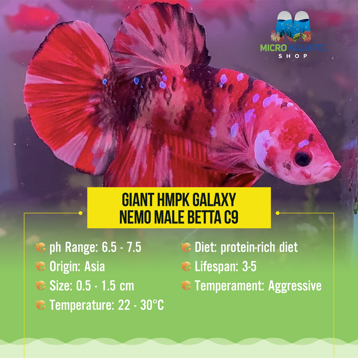 Giant HMPK Galaxy Nemo Male Betta C9