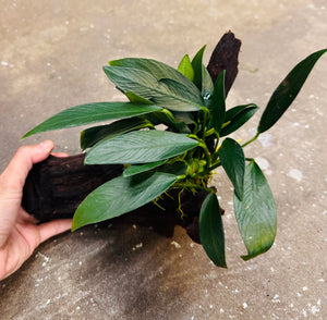 Assorted Anubias on Medium Driftwood Micro Aquatic Shop