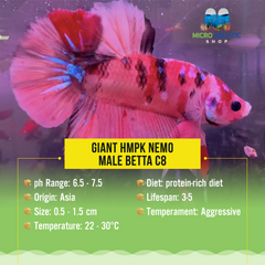 Giant HMPK Nemo Male Betta C8