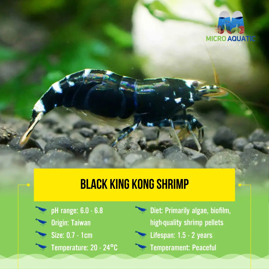 Black King Kong Shrimp Micro Aquatic Shop