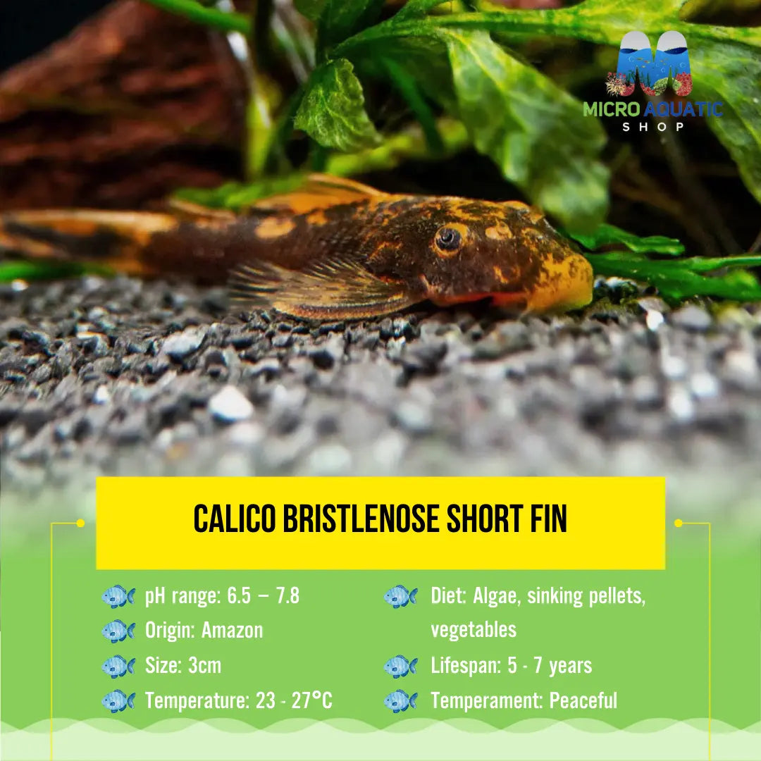 Calico Bristlenose Short Fin 3cm Micro Aquatic Shop