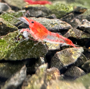 Cherry Shrimp - Red Rili (High Grade) 1cm Micro Aquatic Shop