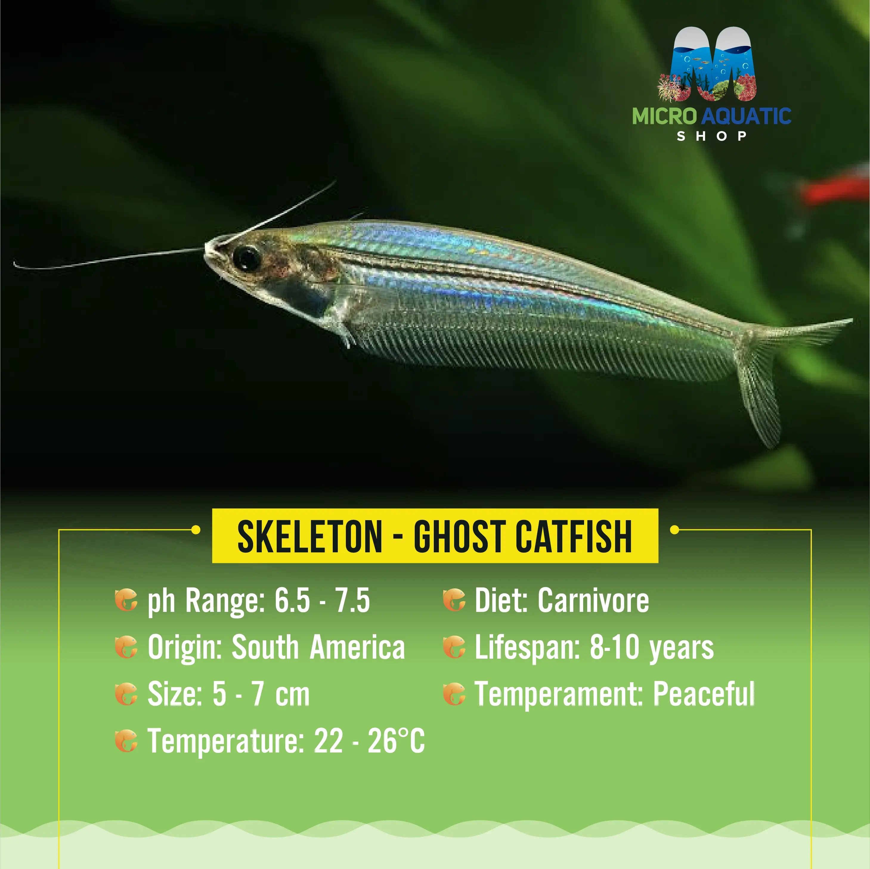 Skeleton - Glass Catfish Micro Aquatic Shop