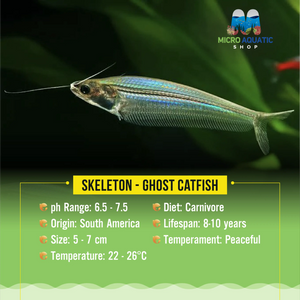 Skeleton - Glass Catfish Micro Aquatic Shop