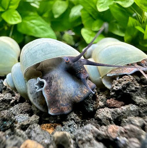 Rare Mystery Snail - Blue Micro Aquatic Shop