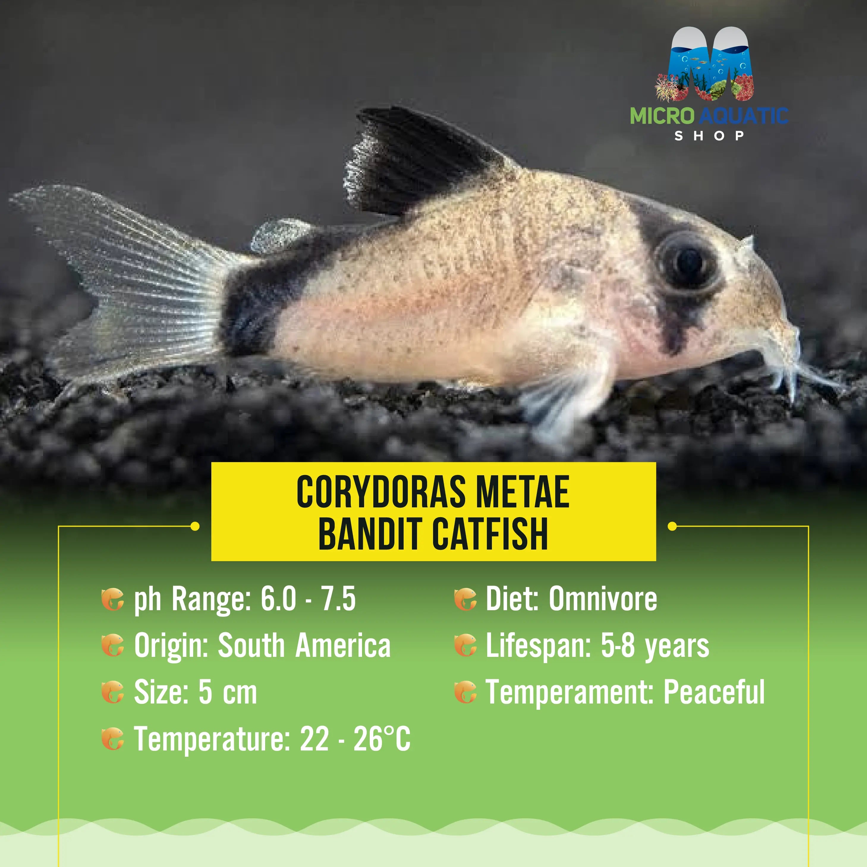 Corydoras Metae - Bandit Catfish Micro Aquatic Shop