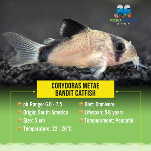 Corydoras Metae - Bandit Catfish Micro Aquatic Shop