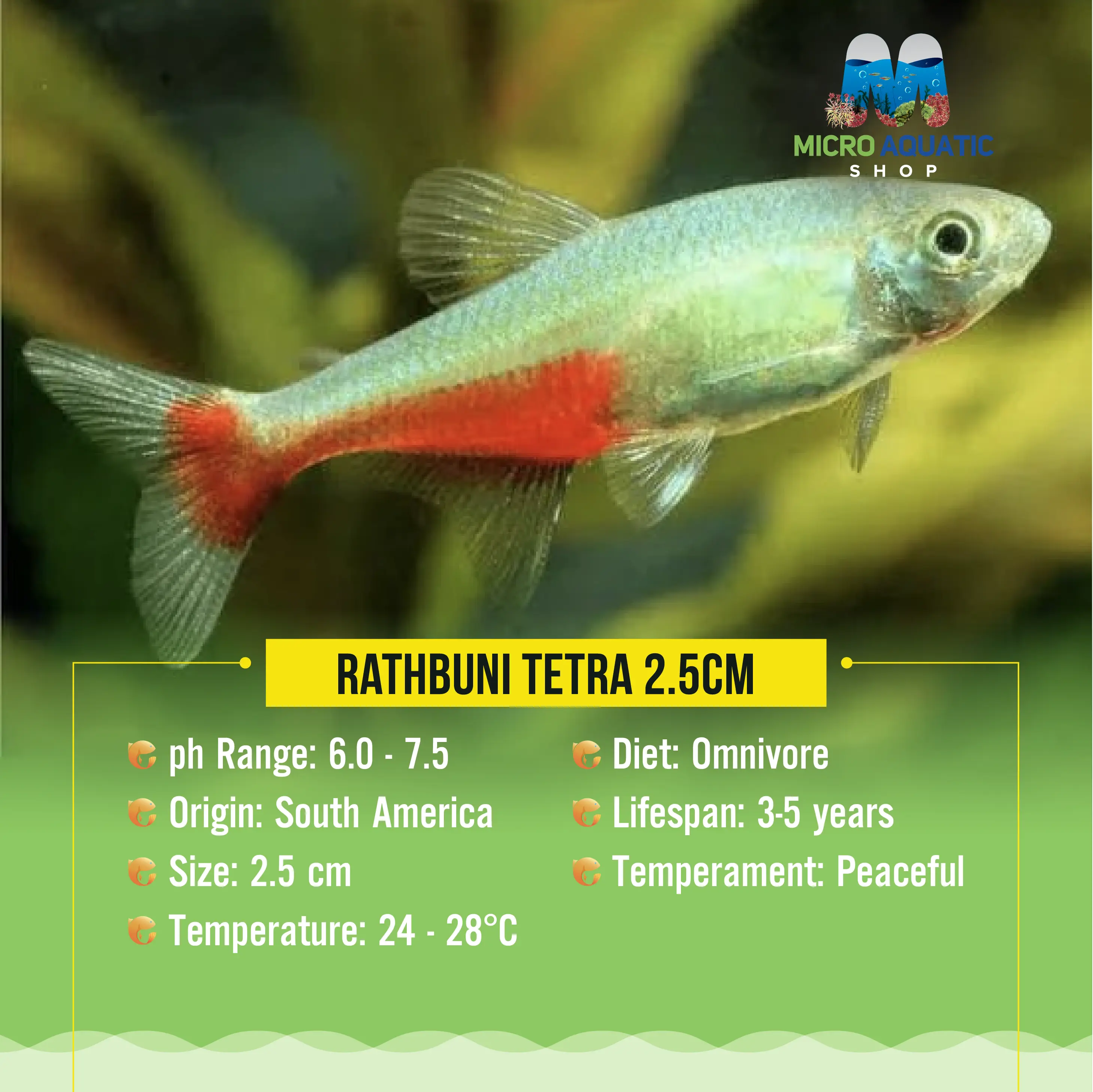 Rathbuni Tetra 2.5cm Micro Aquatic Shop