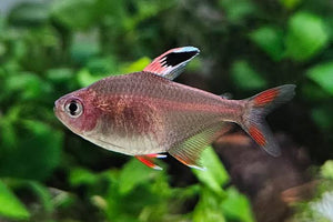 Rosy Tetra 3.5cm Show Micro Aquatic Shop