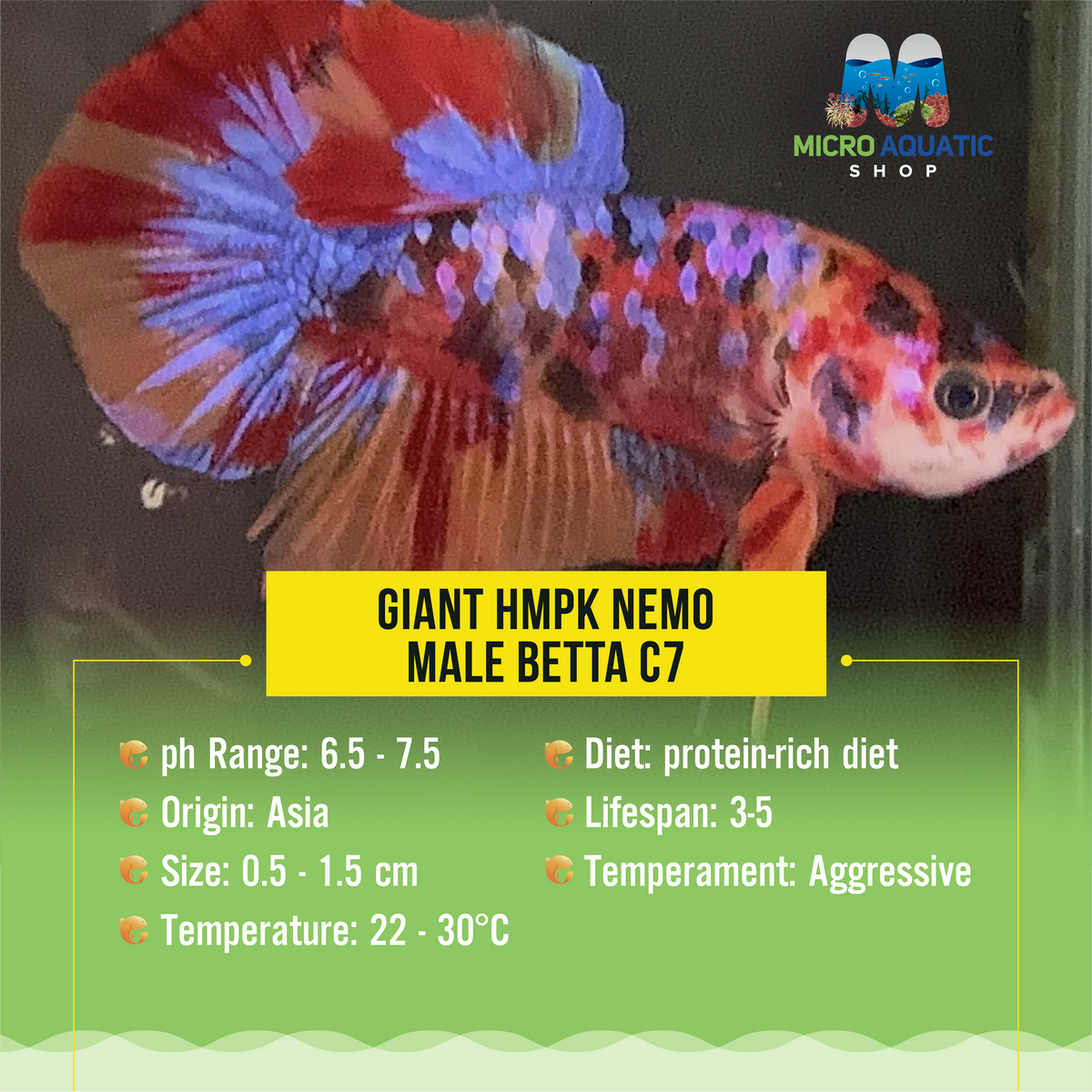 Giant HMPK Nemo Male Betta C7