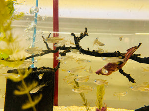 Rare - Northern Pacific Blue Eyes 6cm Micro Aquatic Shop