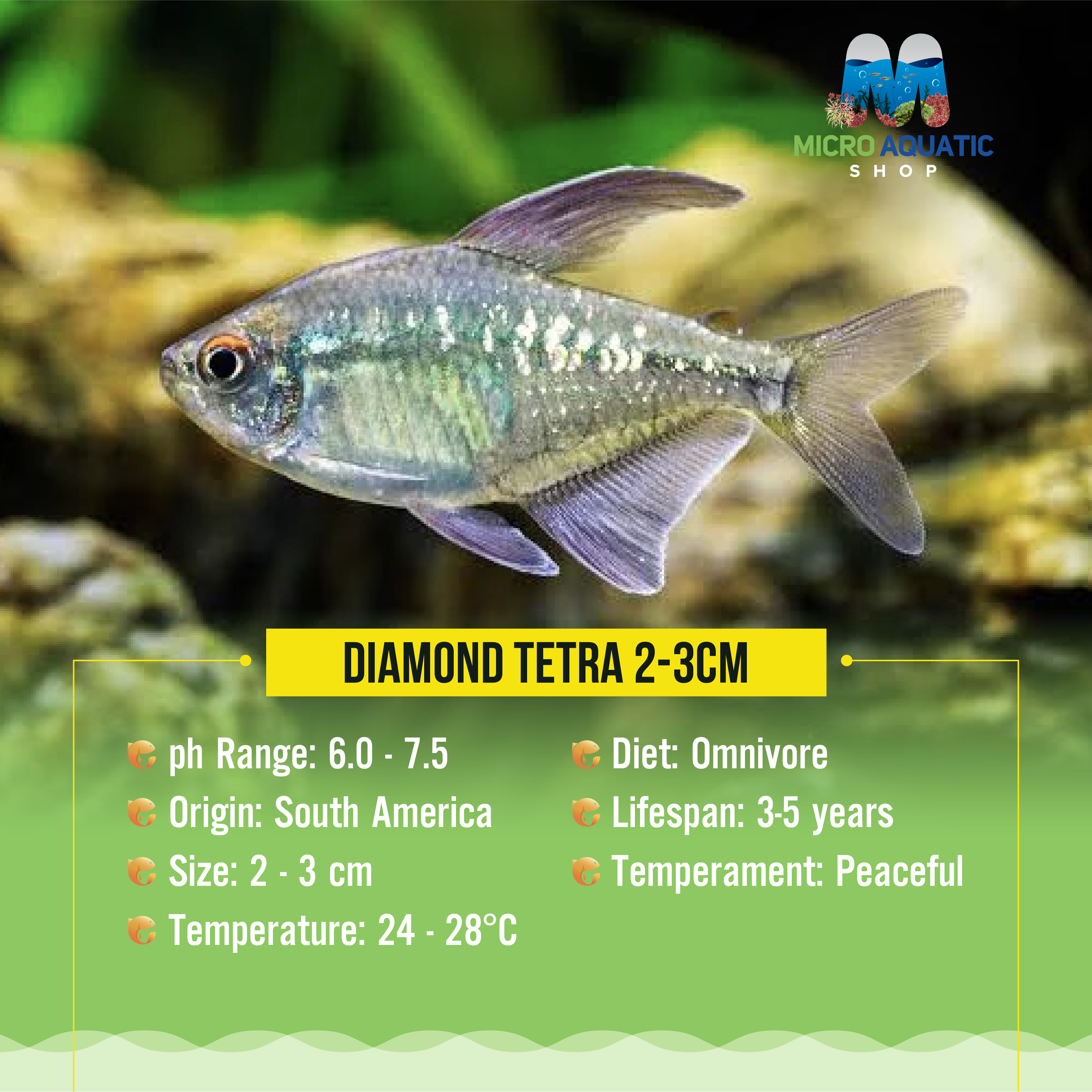 Tetra - Diamond 2cm