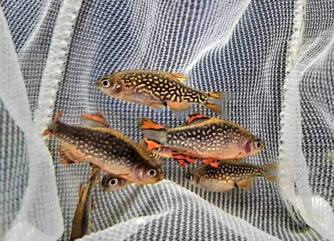 Galaxy Rasbora (Celestial Pearl Danio)