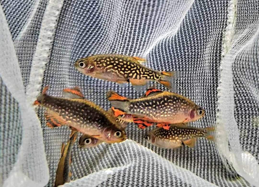 Rasbora - Galaxy (Celestial Pearl Danio) Micro Aquatic Shop