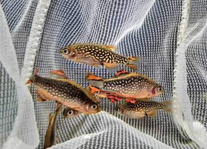 Rasbora - Galaxy (Celestial Pearl Danio) Micro Aquatic Shop