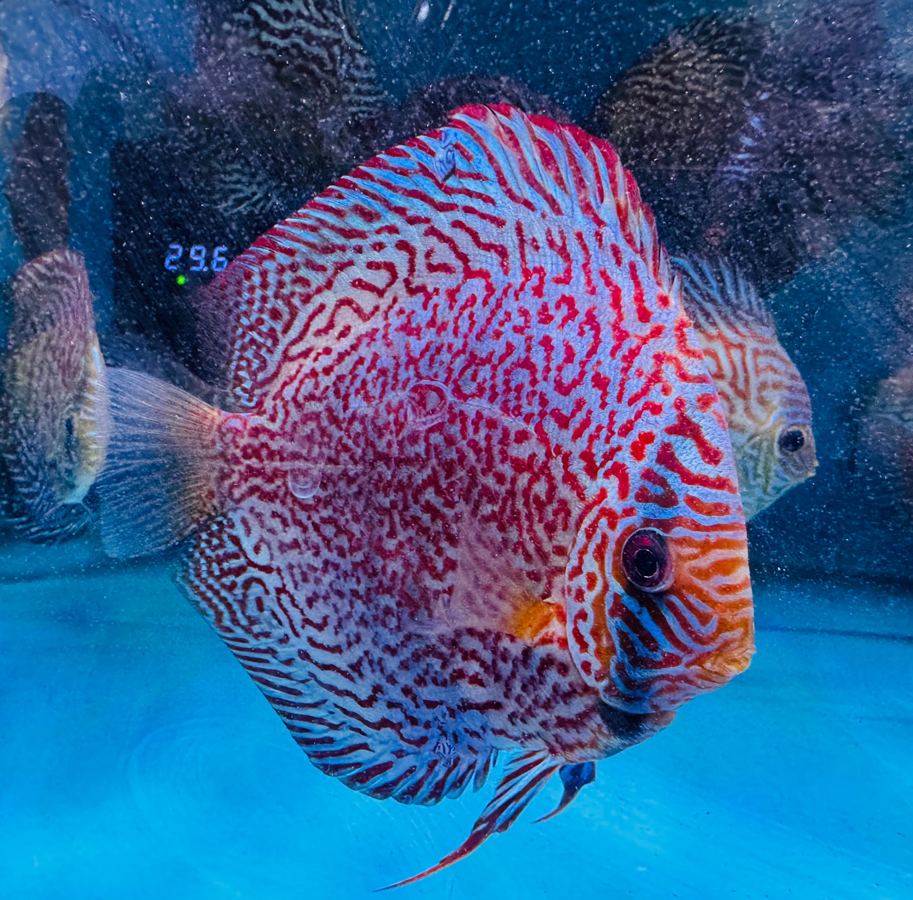 Discus - German Leopard 14cm Show Micro Aquatic Shop