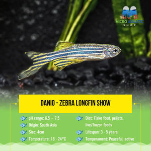 Danio - Zebra Longfin 3cm Micro Aquatic Shop