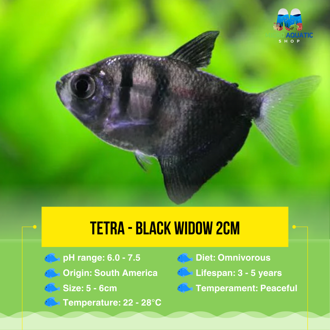 FLASH SALE Tetra- Black Widow 4cm