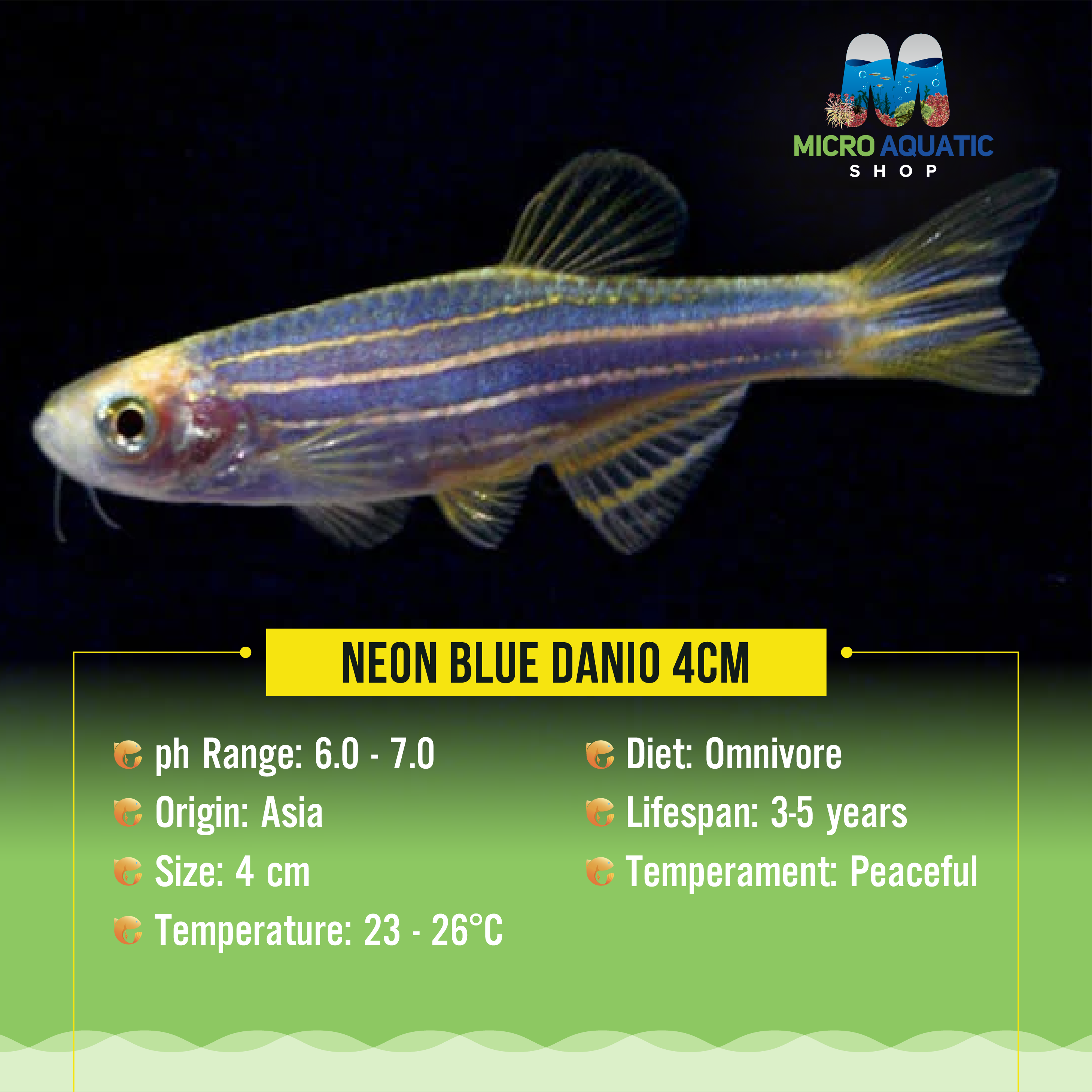 Neon Blue Danio 4cm