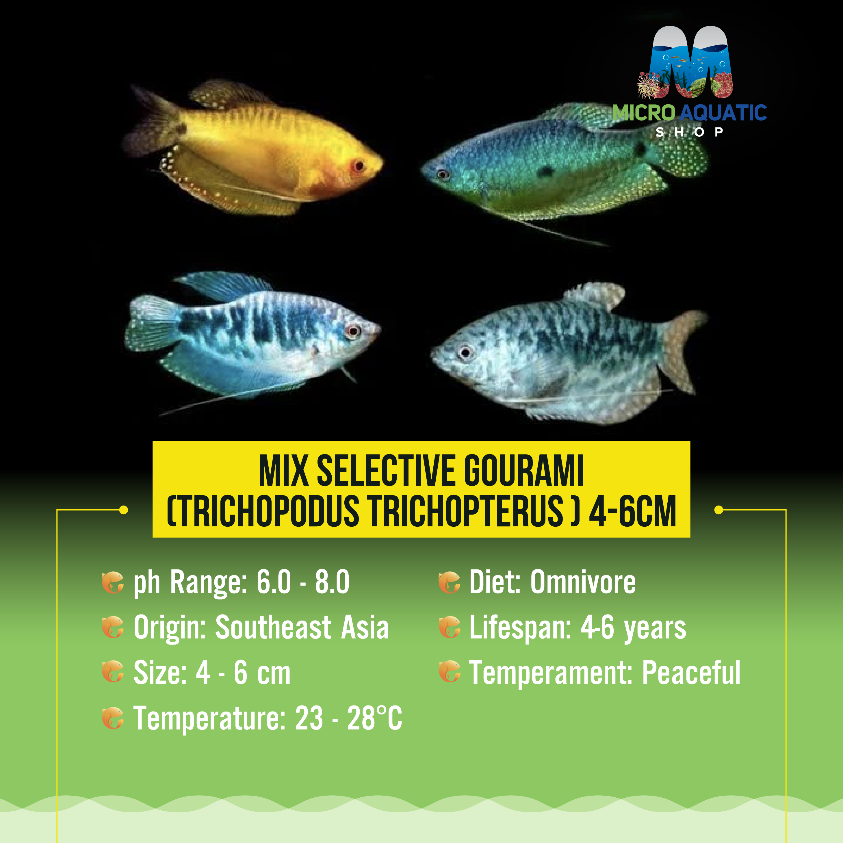 Gourami - Assorted Color 4cm