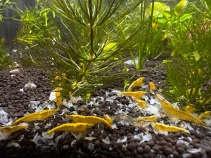 Cherry Shrimp - Golden Back Micro Aquatic Shop