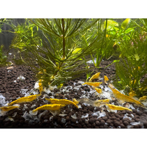 Cherry Shrimp - Golden Back Yellow 1cm Micro Aquatic Shop