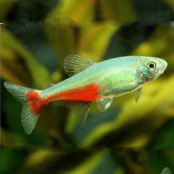 Rathbuni Tetra 2.5cm