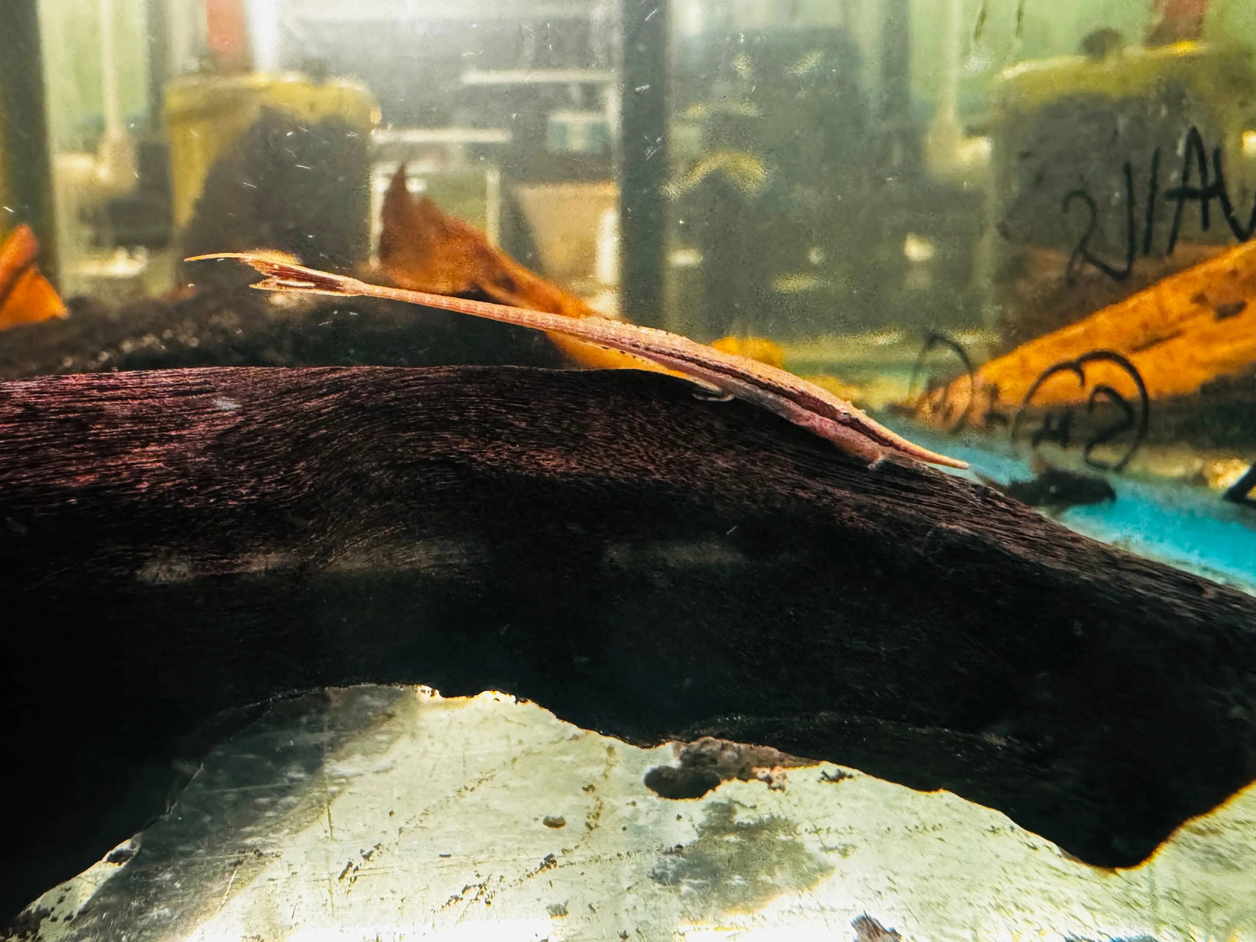 Rare - Twig Whiptail - Farwella 8cm Micro Aquatic Shop