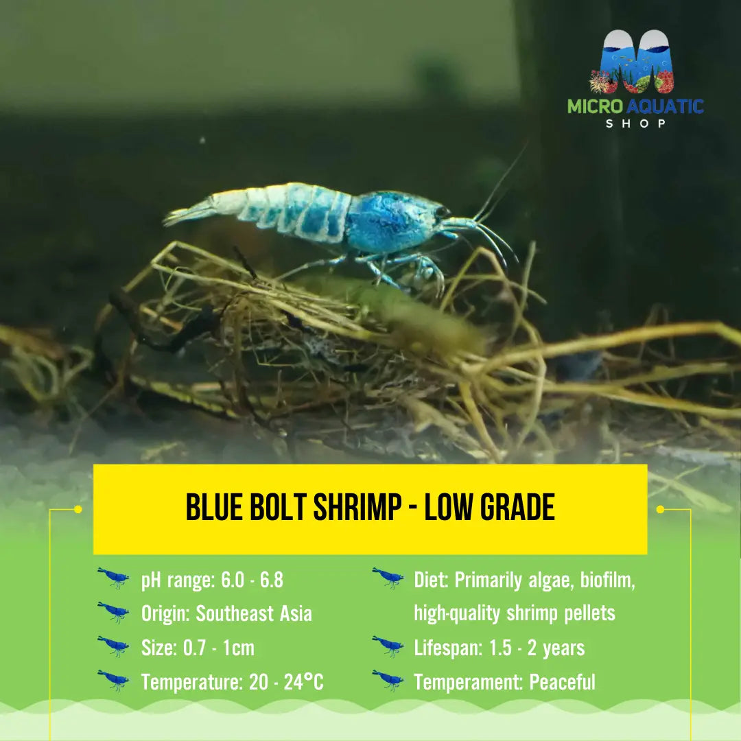 Blue Bolt Shrimp - Low Grade Micro Aquatic Shop
