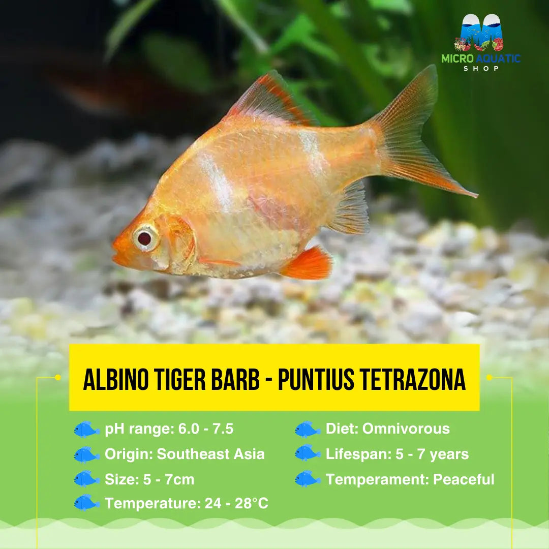 Albino Tiger Barb - Puntius tetrazona Micro Aquatic Shop