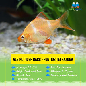 Albino Tiger Barb - Puntius tetrazona Micro Aquatic Shop