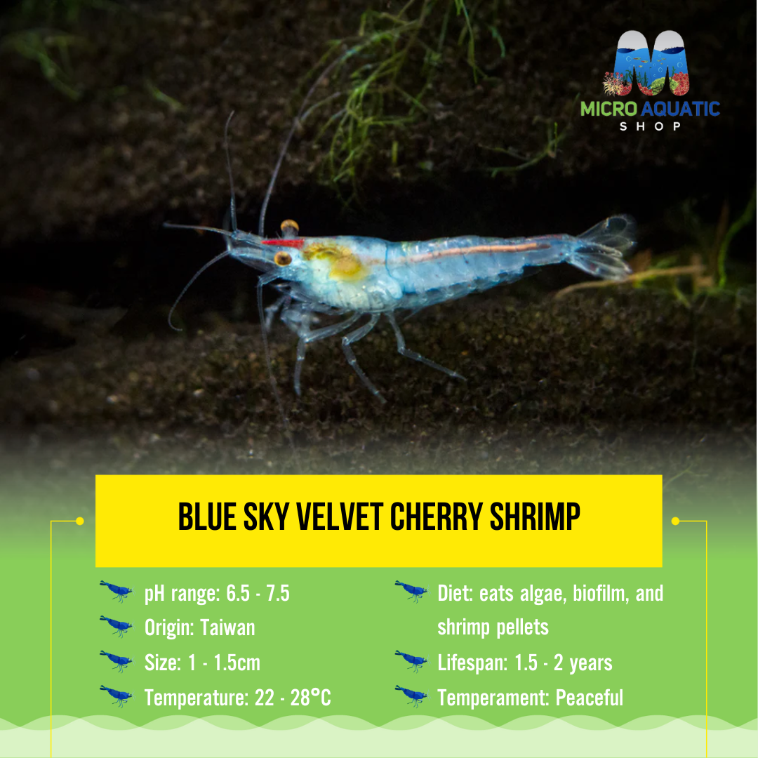Blue Sky Velvet Cherry Shrimp
