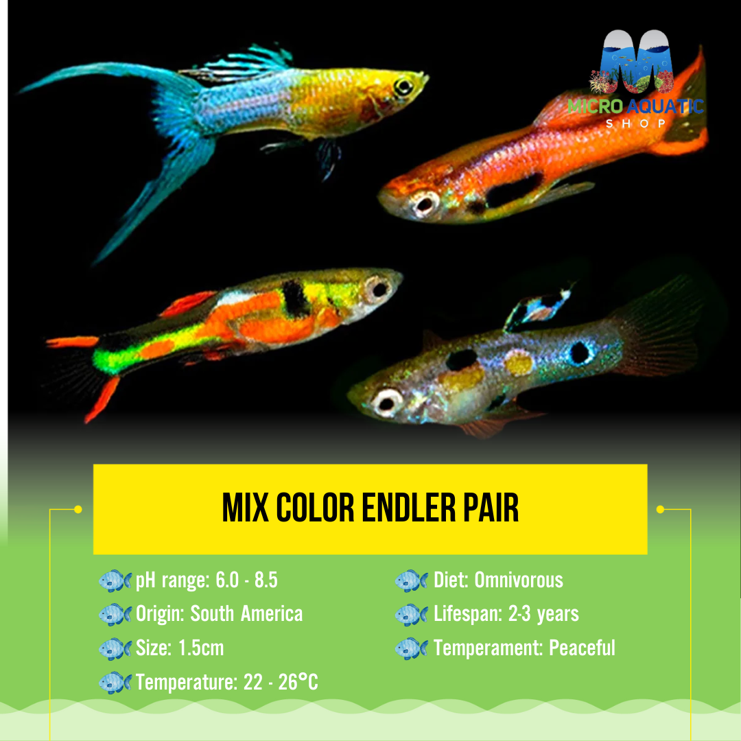FLASH SALE Mix Color Endler Pair