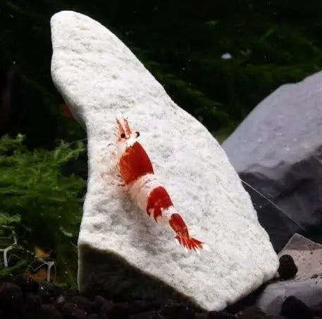 Shrimp Calcium Minerals Stone Micro Aquatic Shop