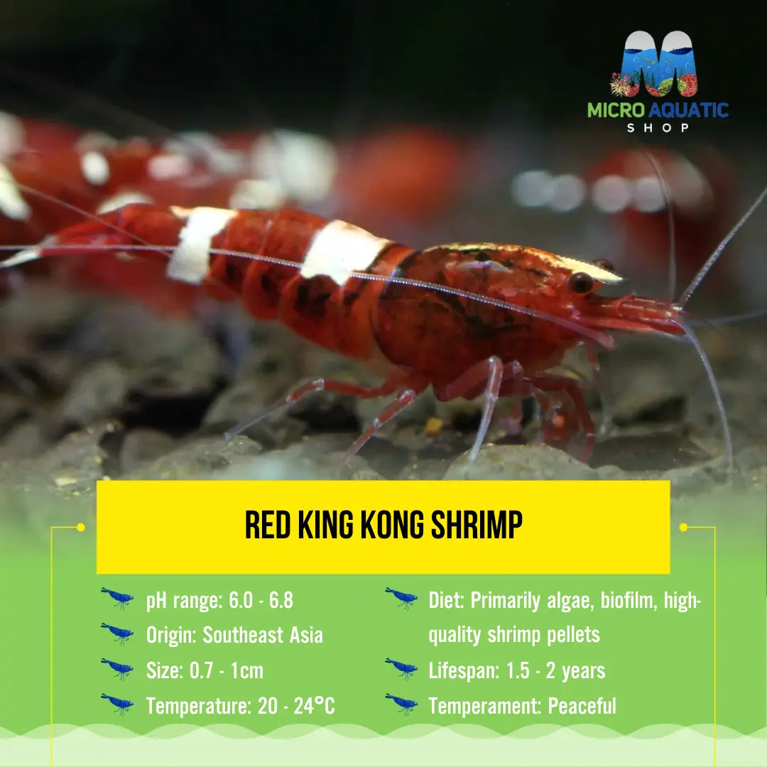 Red King Kong Shrimp Micro Aquatic Shop
