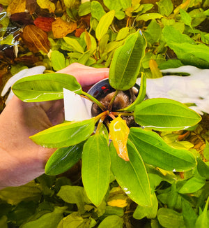 Low Tech Rare- Echinodorus amazon 'Radican“ Micro Aquatic Shop