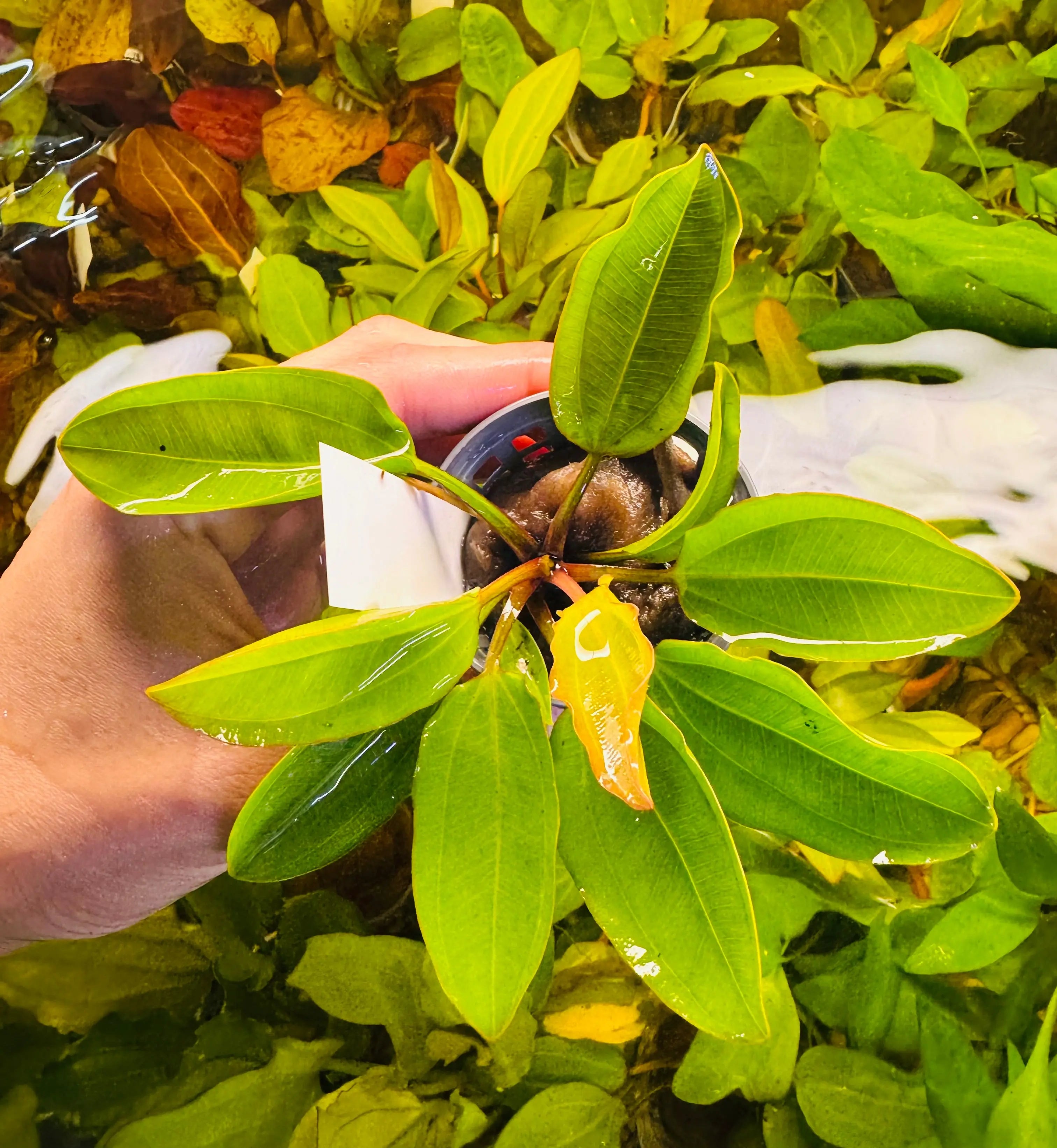 Low Tech Rare- Echinodorus amazon 'Radican“ Micro Aquatic Shop