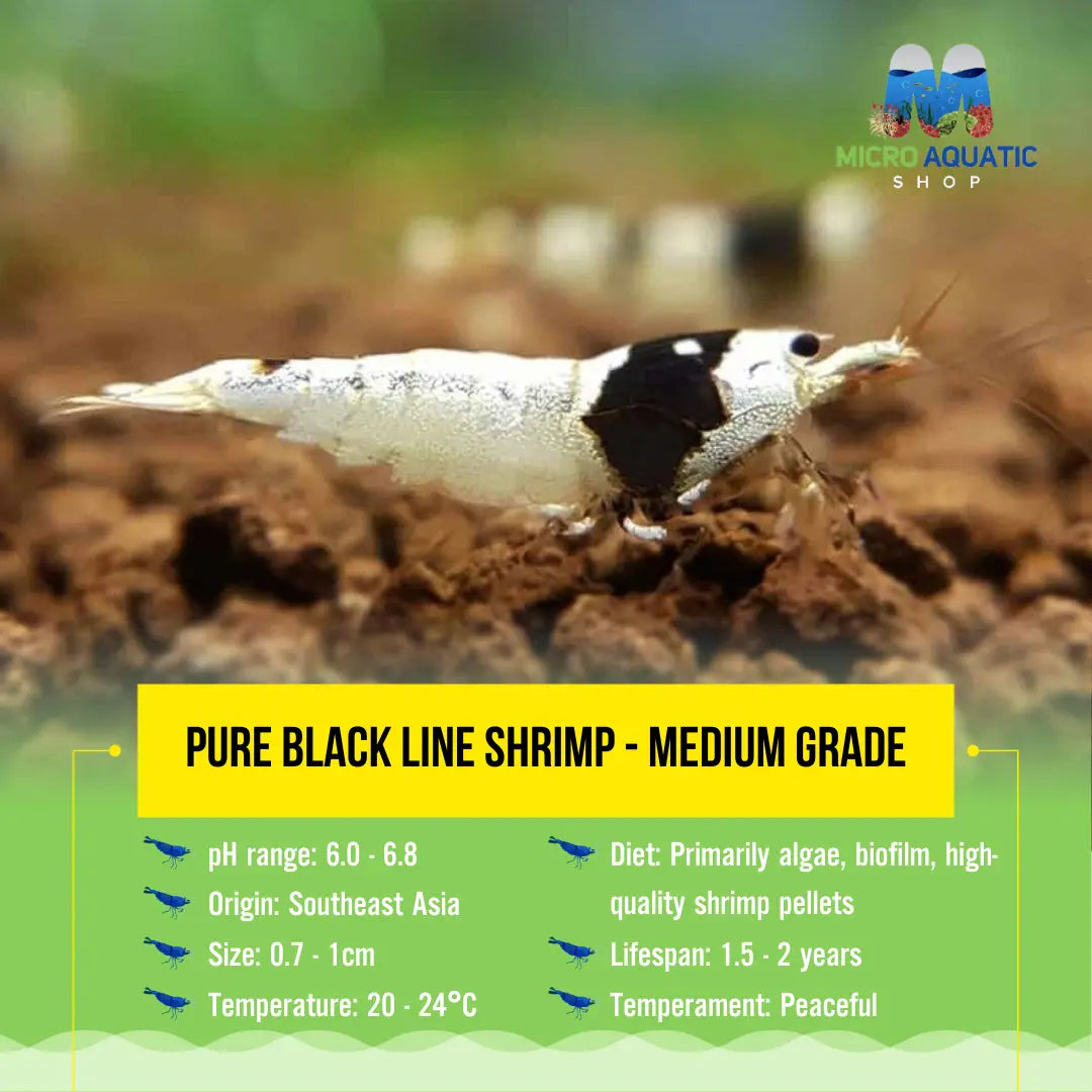 Pure Black Line Shrimp - Medium Grade Micro Aquatic Shop