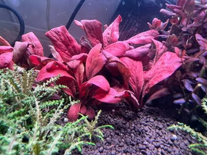 Unique - Samolus parviflorus red Micro Aquatic Shop