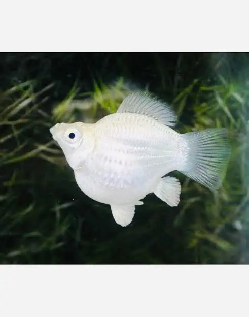 Mollies – Balloon Platinum 2cm Micro Aquatic Shop