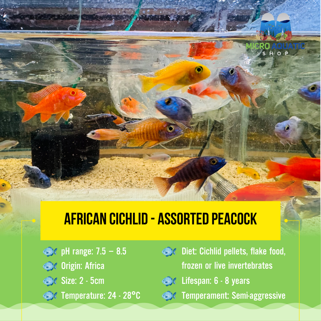 Pack 5 x African Cichlid - Mix Color Peacock
