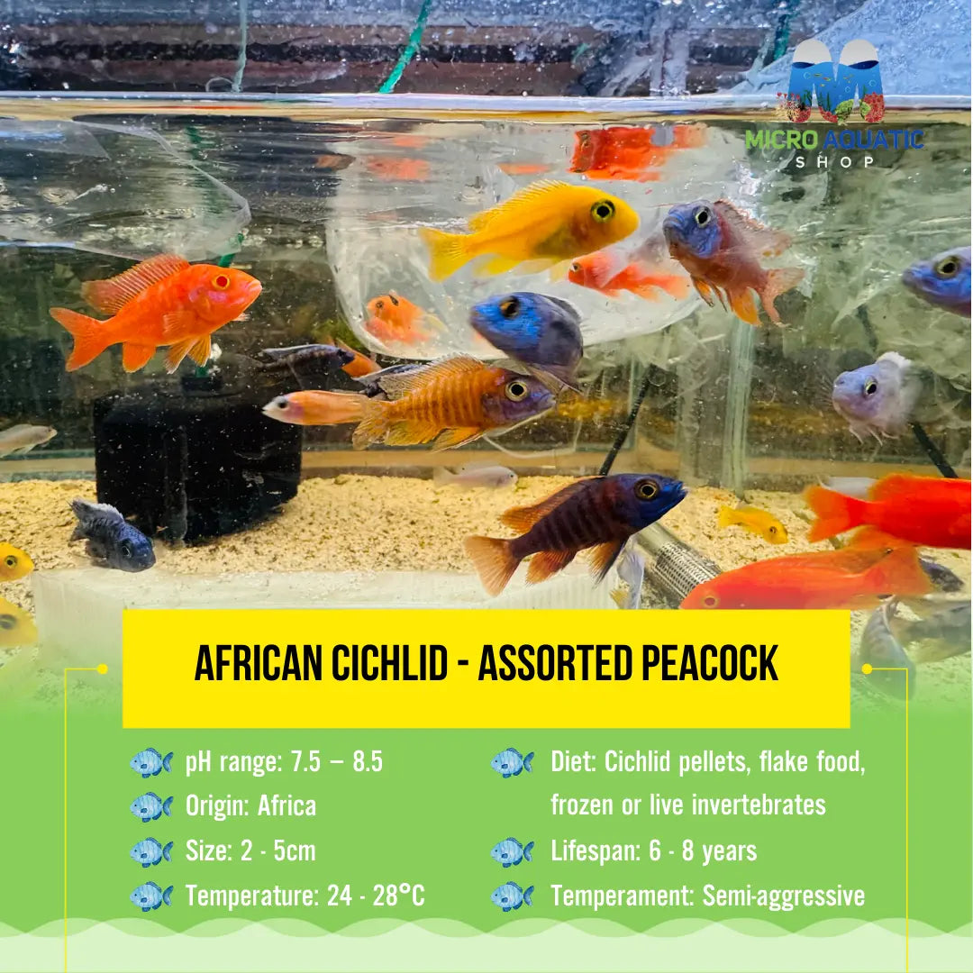 Pack 5 x African Cichlid - Mix Color Peacock Micro Aquatic Shop