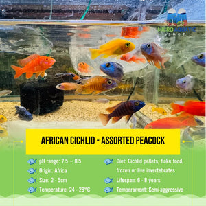 Pack 5 x African Cichlid - Mix Color Peacock Micro Aquatic Shop