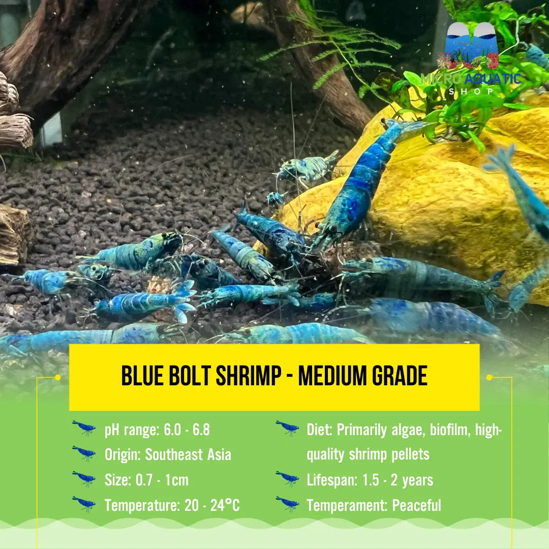 Caridina Shrimp - Extreme Blue Bolt Shrimp